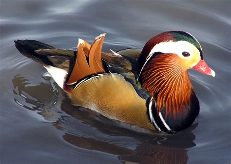 File:Mandarin.duck.arp.jpg - Wikipedia