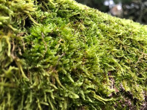 7 interesting things about moss | Kew