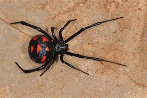 Black widow spider facts, Latrodectus spiders venom & bite