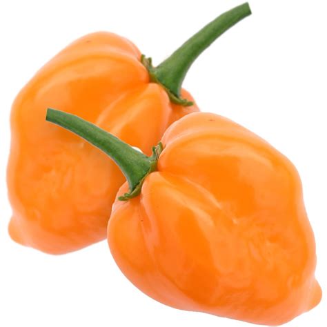 10 Giant Orange Habanero Chilli Pepper Seeds - Welldales