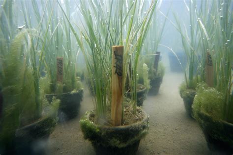 Underwater farms could be a sustainable alternative to farming on land ...