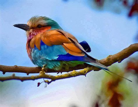 ボード「綺麗な鳥たち 鮮やかな羽」のピン