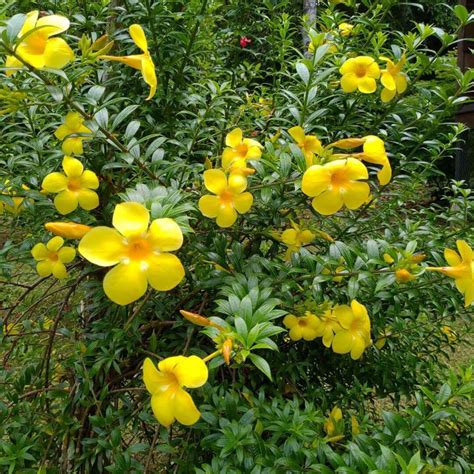 5 Petal Yellow Flower Bush - Home Alqu