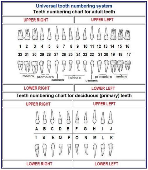 Teeth Numbering System Chart