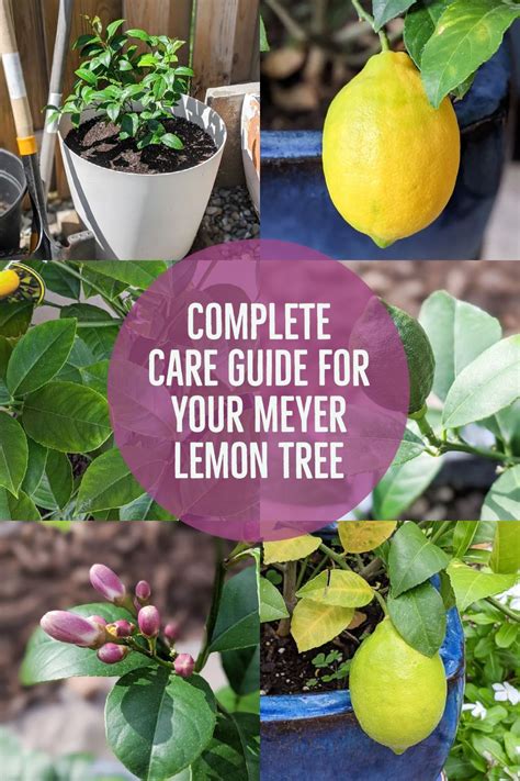 Meyer Lemon Tree Care: Growing a Meyer Lemon Tree in a Pot in 2021 | Meyer lemon tree, Meyer ...