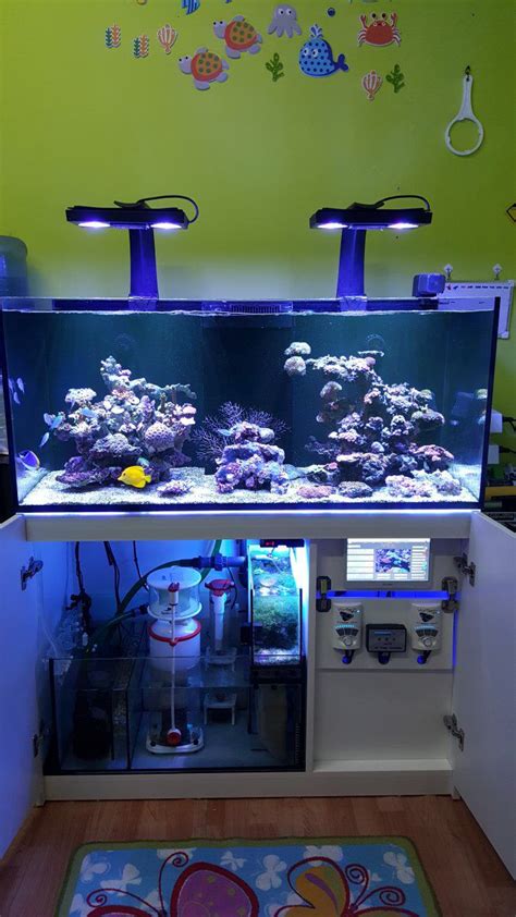 Pin by Richard Jamal on Marine Tank / AQ | Saltwater aquarium fish ...