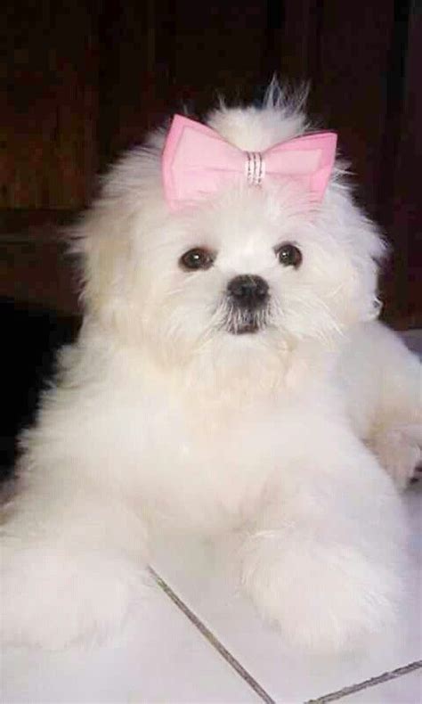 Anikka a 4 mos. very sweet pure white shih tzu puppy... | Shih tzu dog, Shih tzu puppy, Shih tzu