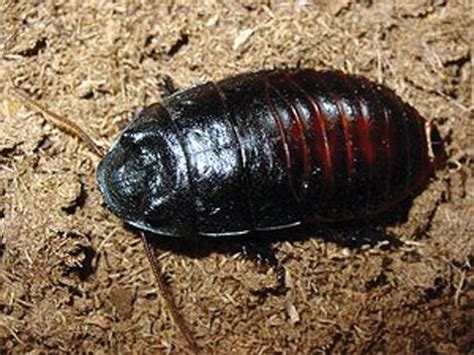 Hissing Cockroach | Flinn Scientific