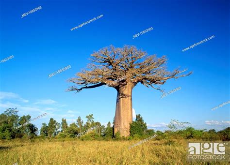 Baobab / Boab Tree. Madagascar, Stock Photo, Picture And Rights Managed Image. Pic. MEV-10853903 ...