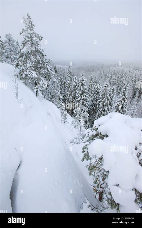 winter in Nuuksio National Park, Finland Stock Photo - Alamy