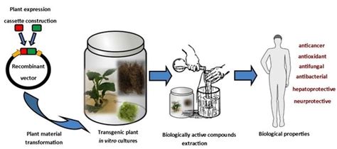 Plants | Free Full-Text | Transgenesis as a Tool for the Efficient ...