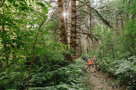 Hiking Oregon's Central Coast Rainforests Road Scholar | ubicaciondepersonas.cdmx.gob.mx