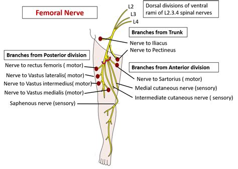 Femoral nerve – Anatomy QA