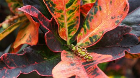 Croton Mammy Plant Care – A Full Guide