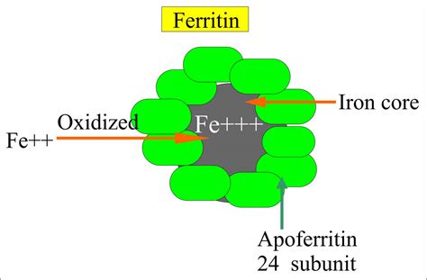 Ferritin function, causes of high or low ferritin & treatment for ...