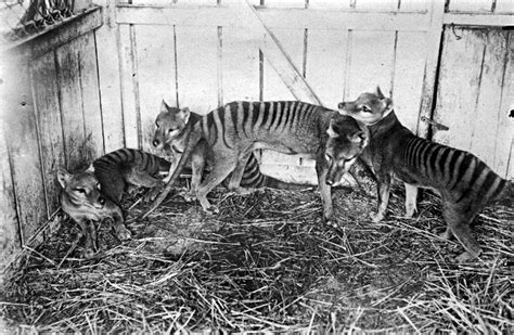 The Last Known Photographs of the Now Extinct Thylacine, Known as the Tasmanian Tiger, 1933 ...