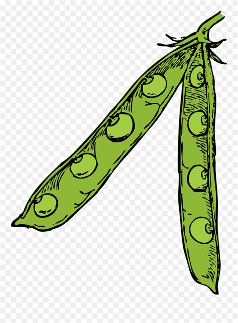 Peas Clipart Pod Real - Pea Pod Clip Art - Png Download (#5573448 ...