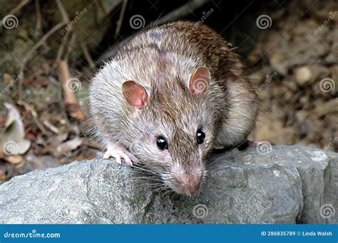 Wild Brown Rat stock image. Image of rattus, beady, rock - 286835789