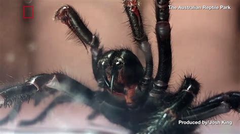 These venomous spiders are found in Western Washington | king5.com