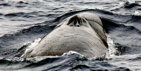 Sei Whale – "OCEAN TREASURES" Memorial Library