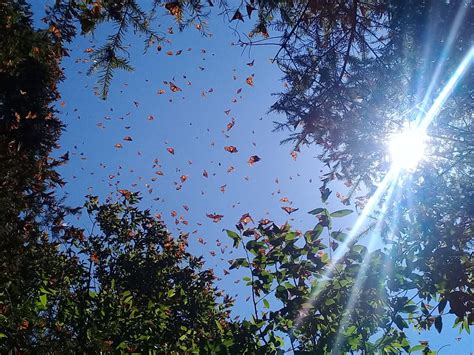 Exploring the Sanctuaries of the Monarch butterflies (Day Trip, Excursion, tour, from Mexico ...