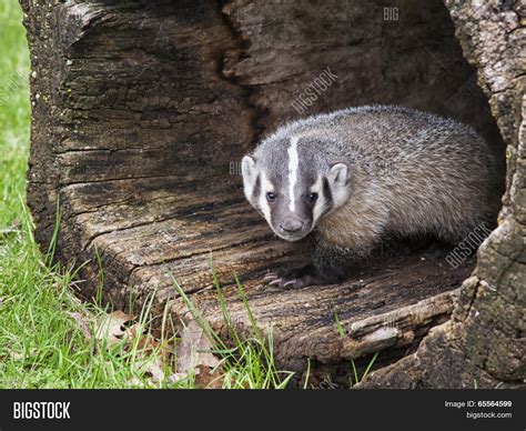 American Badger Cub Image & Photo (Free Trial) | Bigstock