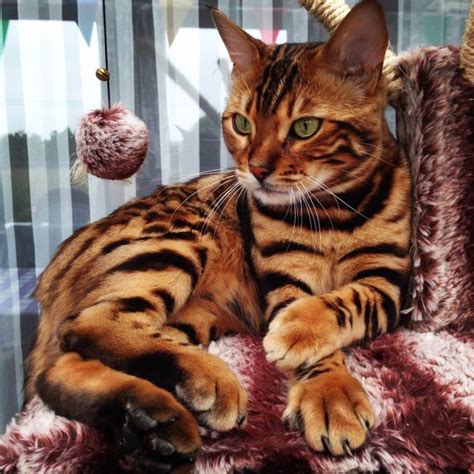 30+ Fabulous Bengal Cat Photos That Look Like Tigers | FallinPets