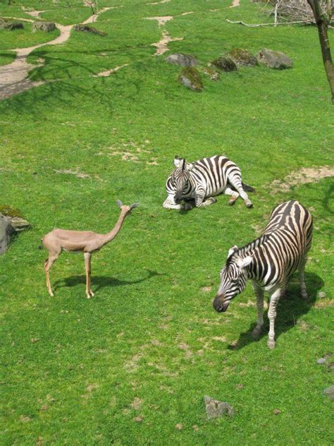 at the zoo in portland oregon | Portland zoo, Animals wild, Zoo