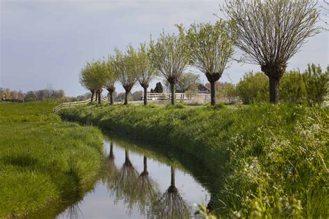 Pollarded willow trees in Holland – Pruning Cuts