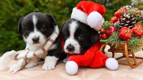 Pet Puppy With Santa Hat Near Christmas Gifts Ornaments HD Animals ...