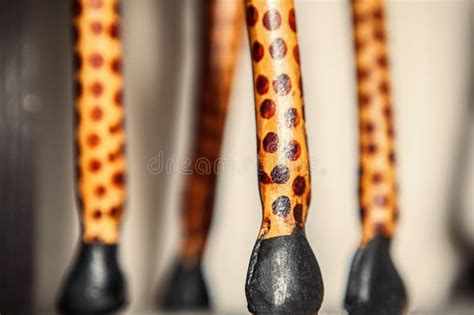 Giraffe hooves stock photo. Image of animal, mammal - 105387468