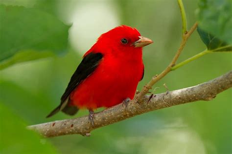 Birds of the Sugarbush: Scarlet Tanager | Audubon Vermont