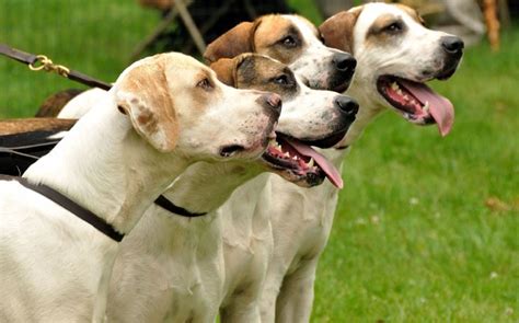 Methods to Train American English Coonhound Dog- Strategies and Techniques for Easy Training of Pets