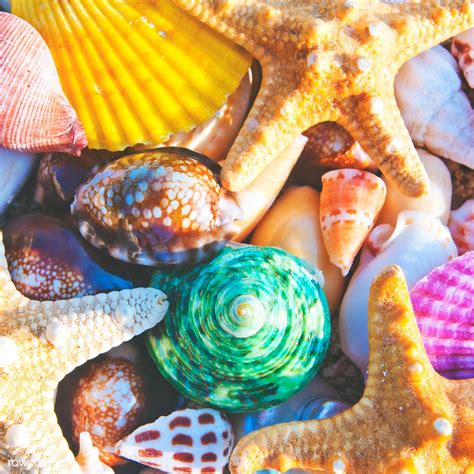 Beach still life shot; sea shells and starfish. | premium image by rawpixel.com | Tropical ...