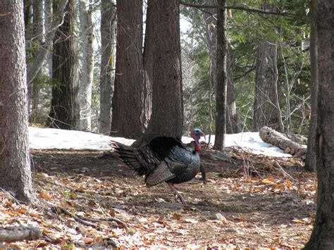 Live Free and Hike: A NH Day Hiker's Blog: Happy Thanksgiving! Gobble ...