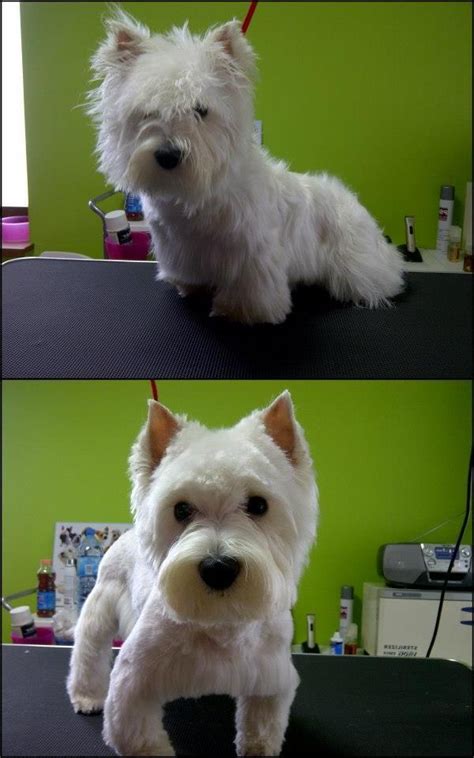 Westie grooming photos