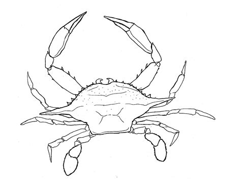 Blue Crab Drawing Sketch Coloring Page