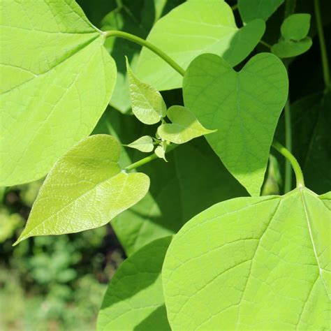 Catalpa speciosa | Northern Catalpa - Doty Nurseries