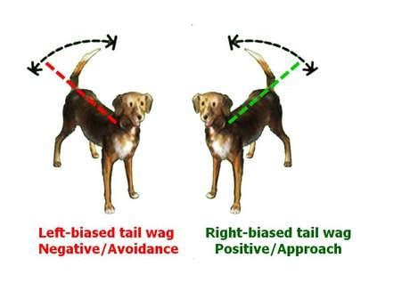 The Science Behind Tail Wagging : Interpreting Tail Wags in Dogs | Pashudhan praharee