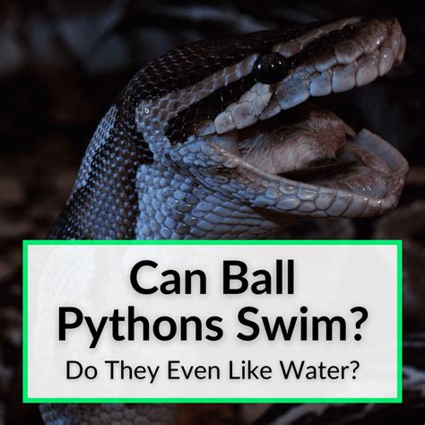 Can Ball Pythons Swim? (Do They Even Like Water?)