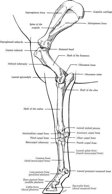 Supraglenoid Tubercle Fracture ScienceDirect, 41% OFF