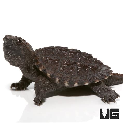 Common Snapping Turtle For Sale