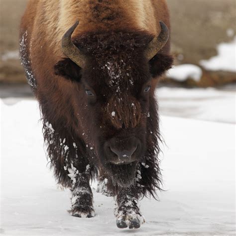 Yellowstone National Park photos