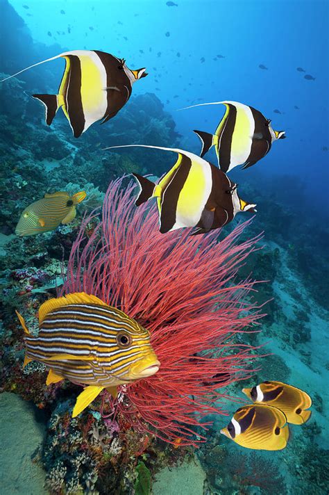 Coral Reef Fish Species