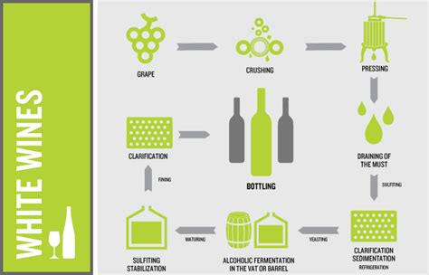 Gastronomy 101: WHITE WINE & ROSE WINE PROCESS