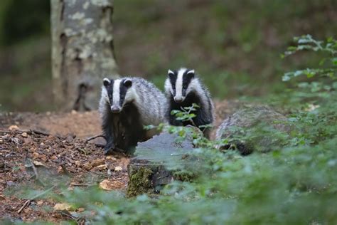 5 Facts About Badgers You Didn't Know