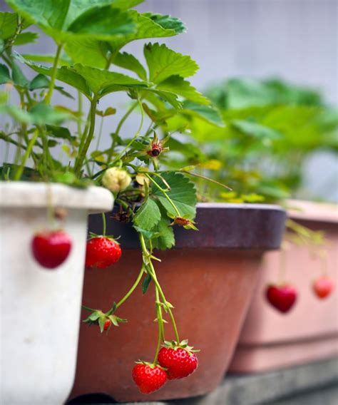 How and when to fertilize strawberries: expert tips to try | Gardeningetc