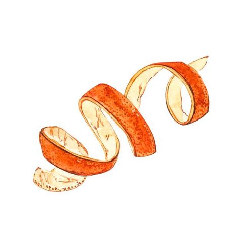 Orange Peel Watercolor Botanical Hand Drawn Illustrations. in 2021 | Drawing & illustration, How ...