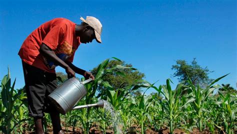 RDC : la faculté des sciences de l'UNIKIS découvre un engrais capable de fertiliser le sol ...