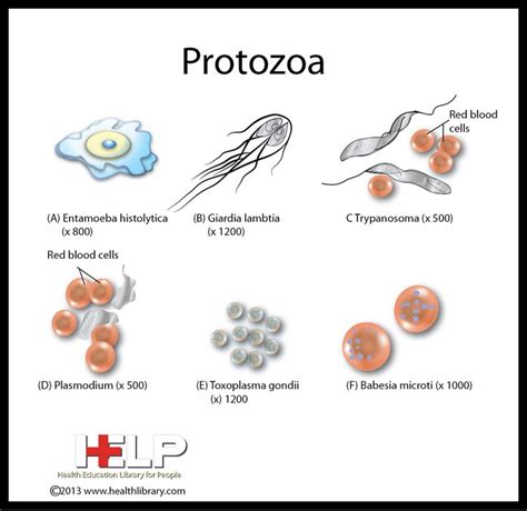 Protozoan Diseases